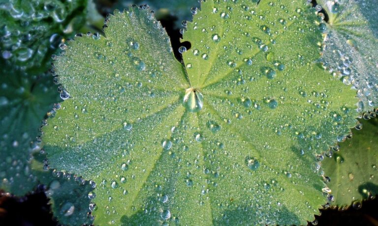 leaf, green, dew drops, dew, drops, droplets, wet, foliage, nature, water