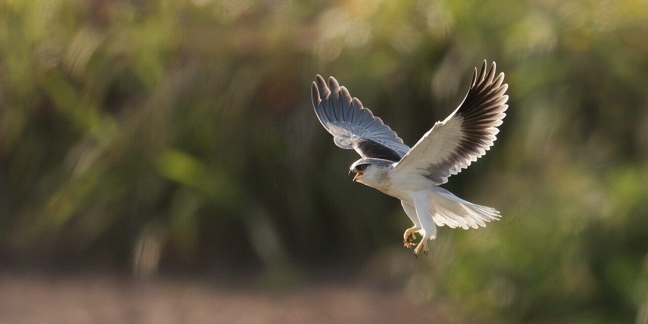 Photo by bitnikgao bird, nature, animal, wildlife, plumage, ornithology, avian, feathers, birdwatching, beak, perched, bokeh