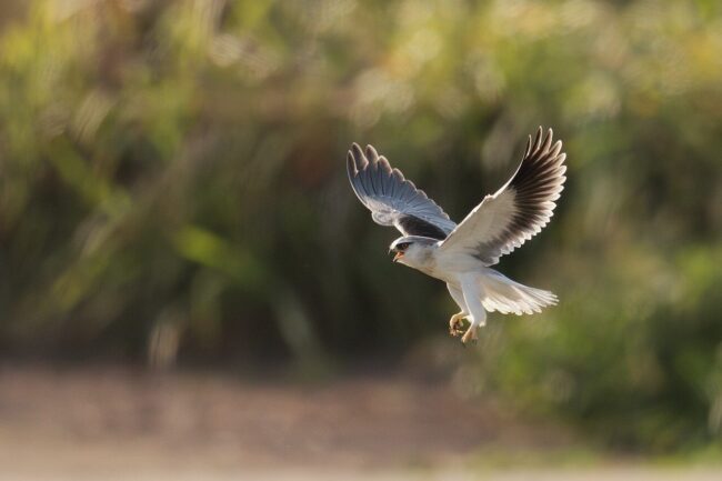 bird, nature, animal, wildlife, plumage, ornithology, avian, feathers, birdwatching, beak, perched, bokeh