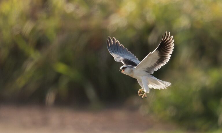 bird, nature, animal, wildlife, plumage, ornithology, avian, feathers, birdwatching, beak, perched, bokeh