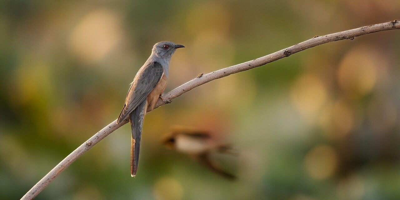 bird, nature, animal, wildlife, plumage, ornithology, avian, feathers, birdwatching, beak, perched, bokeh
