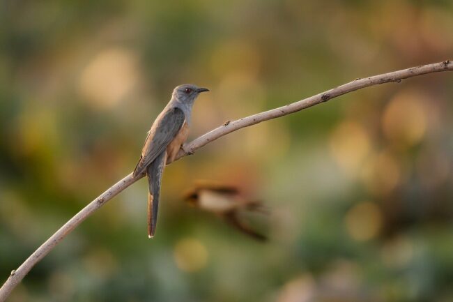 bird, nature, animal, wildlife, plumage, ornithology, avian, feathers, birdwatching, beak, perched, bokeh