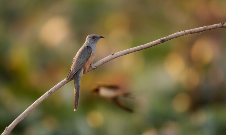 bird, nature, animal, wildlife, plumage, ornithology, avian, feathers, birdwatching, beak, perched, bokeh