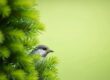 bird, sparrow, pine, free background, evergreen, needles, nature, wildlife, full hd wallpaper, green, background, laptop wallpaper, spring, summer, wallpaper hd, beautiful wallpaper, mac wallpaper, bokeh, cool backgrounds, garden, forest, small, 4k wallpaper 1920x1080, wildlife photography, outdoor, free wallpaper, branch, foliage, songbird, wallpaper 4k, 4k wallpaper, avian, desktop backgrounds, hd wallpaper, perching, windows wallpaper, cute, minimalist, vivid