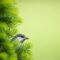 bird, sparrow, pine, free background, evergreen, needles, nature, wildlife, full hd wallpaper, green, background, laptop wallpaper, spring, summer, wallpaper hd, beautiful wallpaper, mac wallpaper, bokeh, cool backgrounds, garden, forest, small, 4k wallpaper 1920x1080, wildlife photography, outdoor, free wallpaper, branch, foliage, songbird, wallpaper 4k, 4k wallpaper, avian, desktop backgrounds, hd wallpaper, perching, windows wallpaper, cute, minimalist, vivid