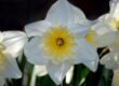 white daffodil, flower, yellow daffodils, easter bells, false narcissus, trumpet daffodils, april bells, march bells, märzenbecher, spring bloomers, spring, nature, hd wallpaper, flora, blossoms, flower wallpaper, floral background, hd background, spring flowers, signs of spring, narcissus, springtime