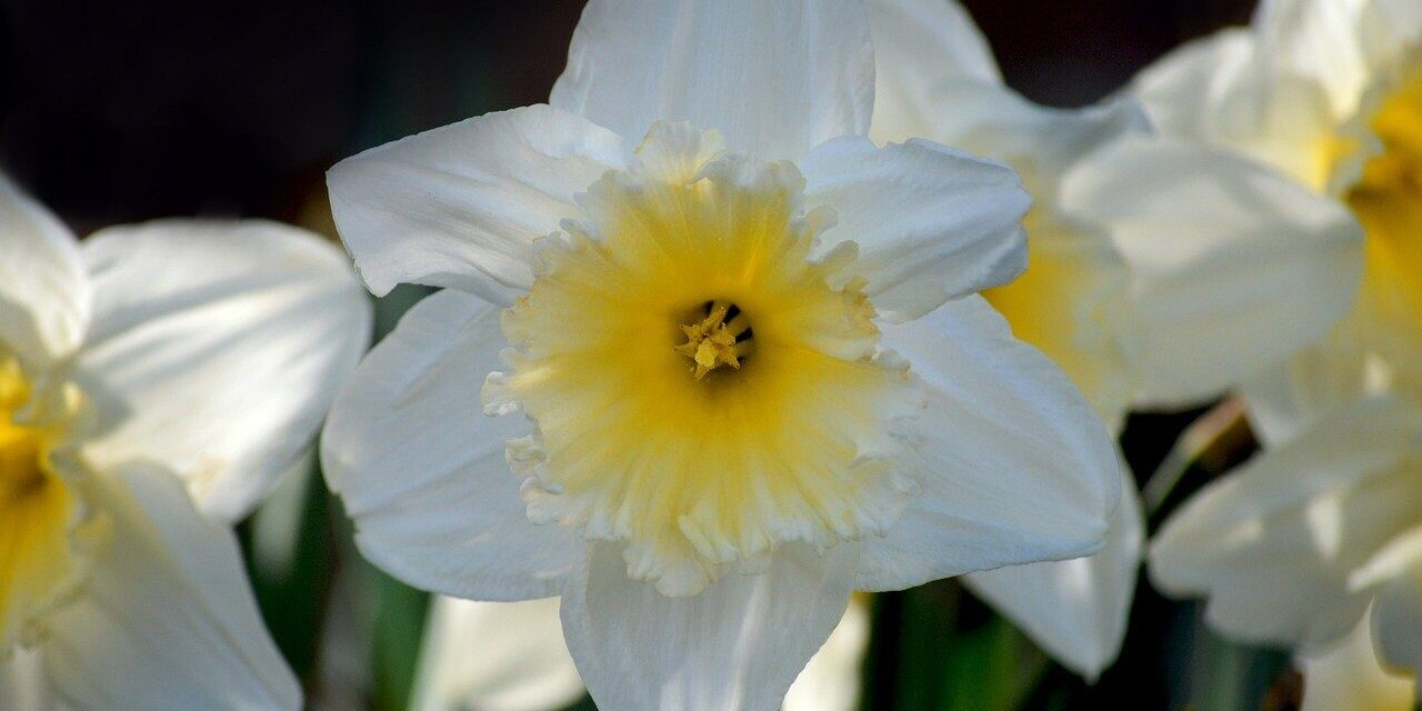 white daffodil, flower, yellow daffodils, easter bells, false narcissus, trumpet daffodils, april bells, march bells, märzenbecher, spring bloomers, spring, nature, hd wallpaper, flora, blossoms, flower wallpaper, floral background, hd background, spring flowers, signs of spring, narcissus, springtime