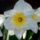 white daffodil, flower, yellow daffodils, easter bells, false narcissus, trumpet daffodils, april bells, march bells, märzenbecher, spring bloomers, spring, nature, hd wallpaper, flora, blossoms, flower wallpaper, floral background, hd background, spring flowers, signs of spring, narcissus, springtime