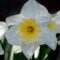 white daffodil, flower, yellow daffodils, easter bells, false narcissus, trumpet daffodils, april bells, march bells, märzenbecher, spring bloomers, spring, nature, hd wallpaper, flora, blossoms, flower wallpaper, floral background, hd background, spring flowers, signs of spring, narcissus, springtime
