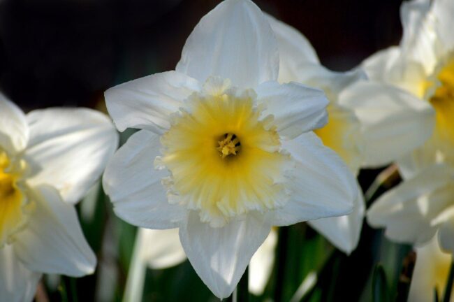 white daffodil, flower, yellow daffodils, easter bells, false narcissus, trumpet daffodils, april bells, march bells, märzenbecher, spring bloomers, spring, nature, hd wallpaper, flora, blossoms, flower wallpaper, floral background, hd background, spring flowers, signs of spring, narcissus, springtime