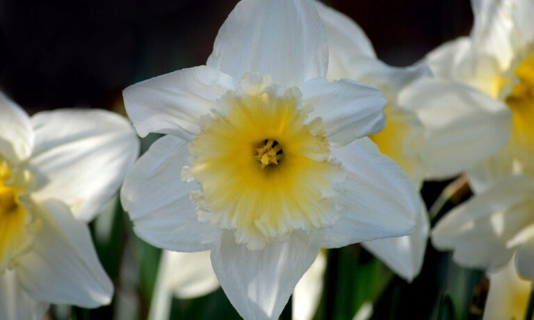 white daffodil, flower, yellow daffodils, easter bells, false narcissus, trumpet daffodils, april bells, march bells, märzenbecher, spring bloomers, spring, nature, hd wallpaper, flora, blossoms, flower wallpaper, floral background, hd background, spring flowers, signs of spring, narcissus, springtime