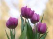 tulips, flower, plants, happy mothers day, blossom, bloom, violet, spring, bunch of flowers