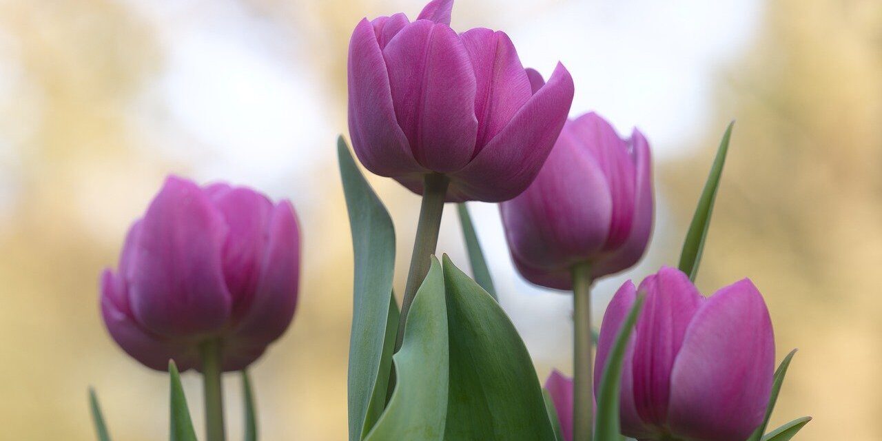 tulips, flower, plants, happy mothers day, blossom, bloom, violet, spring, bunch of flowers