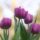 tulips, flower, plants, happy mothers day, blossom, bloom, violet, spring, bunch of flowers
