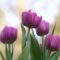 tulips, flower, plants, happy mothers day, blossom, bloom, violet, spring, bunch of flowers