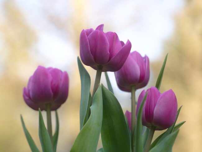 tulips, flower, plants, happy mothers day, blossom, bloom, violet, spring, bunch of flowers