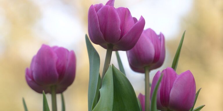 tulips, flower, plants, happy mothers day, blossom, bloom, violet, spring, bunch of flowers