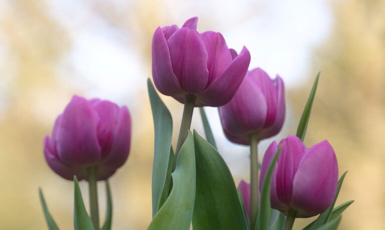 tulips, flower, plants, happy mothers day, blossom, bloom, violet, spring, bunch of flowers