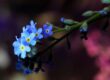 forget-me-not, nature, flowers, macro, blur, detail, blue, reflection, seasonal, bloom, flowering twig, beautiful, nature scene, soft bokeh, background, decorative, close-up, outdoor, photography, flora