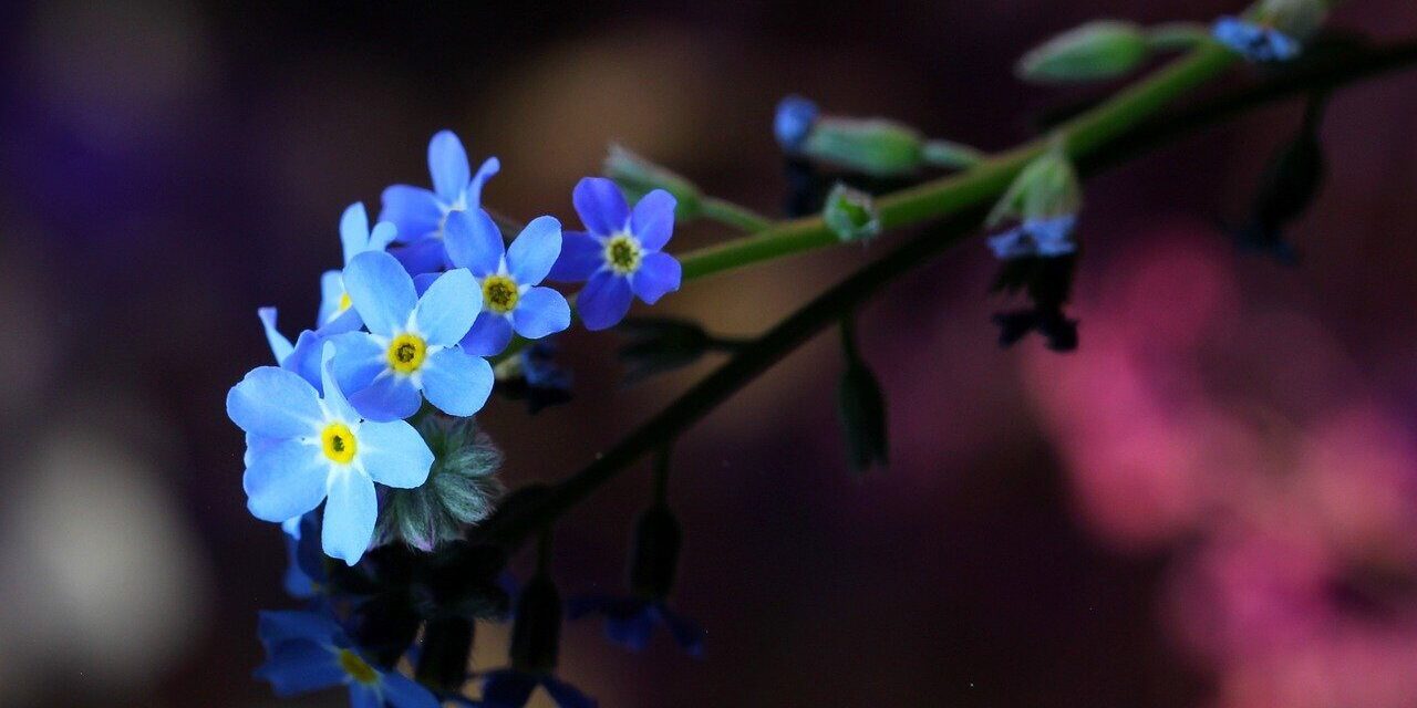 forget-me-not, nature, flowers, macro, blur, detail, blue, reflection, seasonal, bloom, flowering twig, beautiful, nature scene, soft bokeh, background, decorative, close-up, outdoor, photography, flora