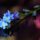 forget-me-not, nature, flowers, macro, blur, detail, blue, reflection, seasonal, bloom, flowering twig, beautiful, nature scene, soft bokeh, background, decorative, close-up, outdoor, photography, flora