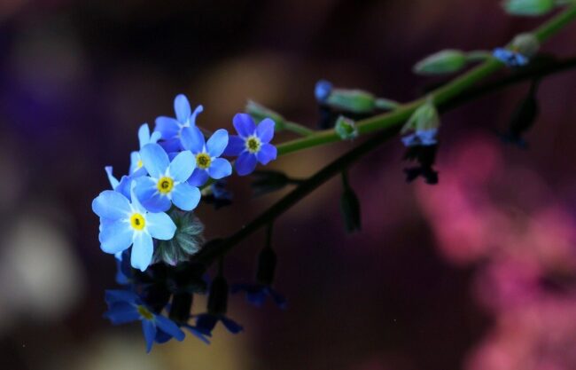 forget-me-not, nature, flowers, macro, blur, detail, blue, reflection, seasonal, bloom, flowering twig, beautiful, nature scene, soft bokeh, background, decorative, close-up, outdoor, photography, flora