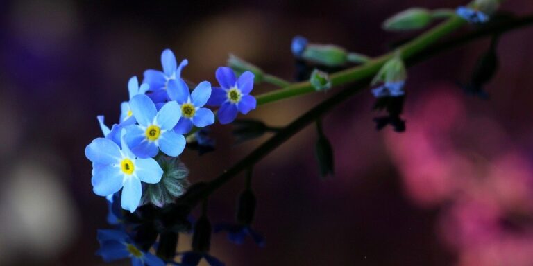 forget-me-not, nature, flowers, macro, blur, detail, blue, reflection, seasonal, bloom, flowering twig, beautiful, nature scene, soft bokeh, background, decorative, close-up, outdoor, photography, flora