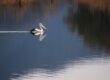 australian pelican, bird, waterbird, wild, nature, lake, water, reflection, calm, lone, atmospheric, river, bill, wings, serenity, solitude, floating, calm water, water reflection