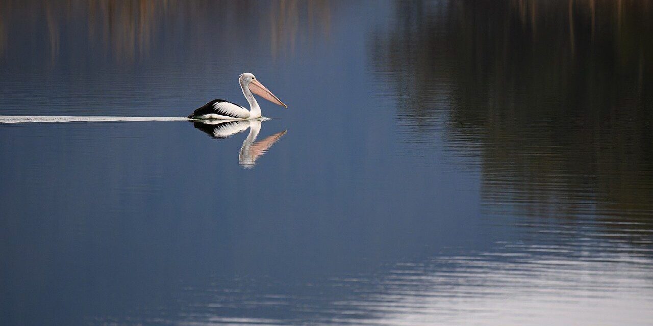 australian pelican, bird, waterbird, wild, nature, lake, water, reflection, calm, lone, atmospheric, river, bill, wings, serenity, solitude, floating, calm water, water reflection
