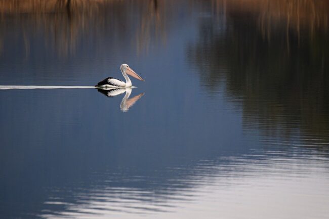 australian pelican, bird, waterbird, wild, nature, lake, water, reflection, calm, lone, atmospheric, river, bill, wings, serenity, solitude, floating, calm water, water reflection