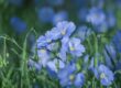 blue flax, nature, flower, blue, blossom, flora, delicate, close-up, plant, garden, blooming, natural beauty, summer, soft light, romantic, moody, inspiring, diversity, decoration, outdoor
