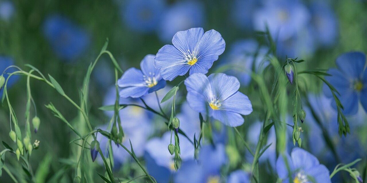 blue flax, nature, flower, blue, blossom, flora, delicate, close-up, plant, garden, blooming, natural beauty, summer, soft light, romantic, moody, inspiring, diversity, decoration, outdoor