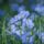 blue flax, nature, flower, blue, blossom, flora, delicate, close-up, plant, garden, blooming, natural beauty, summer, soft light, romantic, moody, inspiring, diversity, decoration, outdoor