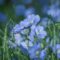 blue flax, nature, flower, blue, blossom, flora, delicate, close-up, plant, garden, blooming, natural beauty, summer, soft light, romantic, moody, inspiring, diversity, decoration, outdoor