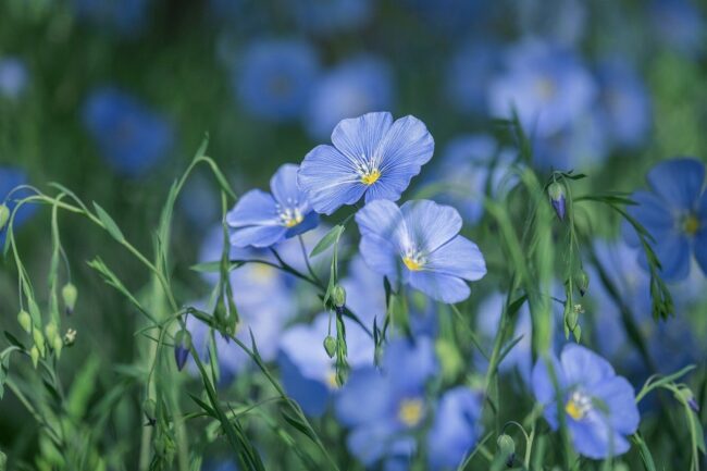 blue flax, nature, flower, blue, blossom, flora, delicate, close-up, plant, garden, blooming, natural beauty, summer, soft light, romantic, moody, inspiring, diversity, decoration, outdoor
