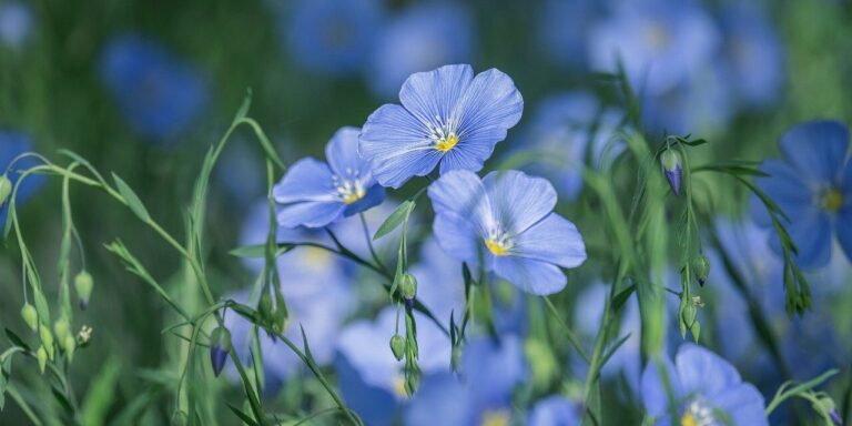 blue flax, nature, flower, blue, blossom, flora, delicate, close-up, plant, garden, blooming, natural beauty, summer, soft light, romantic, moody, inspiring, diversity, decoration, outdoor