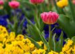 tulip, blooming, beautiful flowers, flower background, spring, garden, colorful, outdoor, nature, flower, yellow, red, green, flowerbed, gardening, pansy, floral, flower wallpaper, beautiful, garden flowers, fresh, inflorescence, bright, flower park