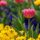 tulip, blooming, beautiful flowers, flower background, spring, garden, colorful, outdoor, nature, flower, yellow, red, green, flowerbed, gardening, pansy, floral, flower wallpaper, beautiful, garden flowers, fresh, inflorescence, bright, flower park