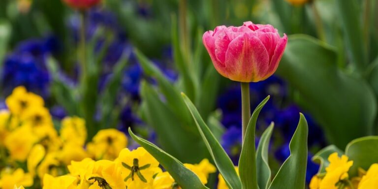 tulip, blooming, beautiful flowers, flower background, spring, garden, colorful, outdoor, nature, flower, yellow, red, green, flowerbed, gardening, pansy, floral, flower wallpaper, beautiful, garden flowers, fresh, inflorescence, bright, flower park