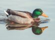 duck, waterfowl, reflection, lake, natural, landscape, calm, colorful feathers, park, calm water, reflection duo, mirror image, blue, casual, wildlife, duck swimming, orange, green