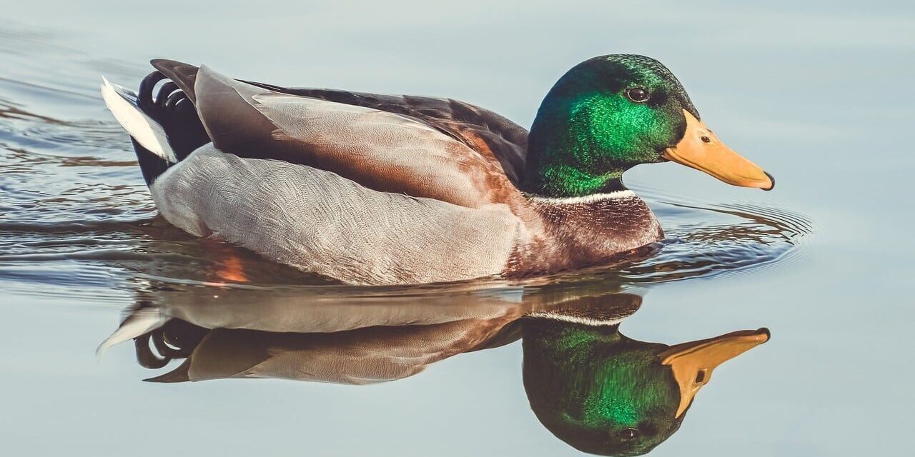 duck, waterfowl, reflection, lake, natural, landscape, calm, colorful feathers, park, calm water, reflection duo, mirror image, blue, casual, wildlife, duck swimming, orange, green