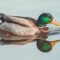 duck, waterfowl, reflection, lake, natural, landscape, calm, colorful feathers, park, calm water, reflection duo, mirror image, blue, casual, wildlife, duck swimming, orange, green