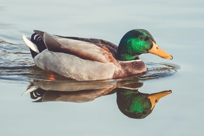 duck, waterfowl, reflection, lake, natural, landscape, calm, colorful feathers, park, calm water, reflection duo, mirror image, blue, casual, wildlife, duck swimming, orange, green