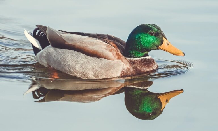 duck, waterfowl, reflection, lake, natural, landscape, calm, colorful feathers, park, calm water, reflection duo, mirror image, blue, casual, wildlife, duck swimming, orange, green