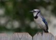 jay, nature, bird, wildlife, ornithology, blue, birdsong, fence, garden, feathers, songbird, animal, silhouette, perched, plumage, birdwatching, wood, closeup, individual, wooden fence