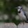 jay, nature, bird, wildlife, ornithology, blue, birdsong, fence, garden, feathers, songbird, animal, silhouette, perched, plumage, birdwatching, wood, closeup, individual, wooden fence
