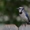 jay, nature, bird, wildlife, ornithology, blue, birdsong, fence, garden, feathers, songbird, animal, silhouette, perched, plumage, birdwatching, wood, closeup, individual, wooden fence