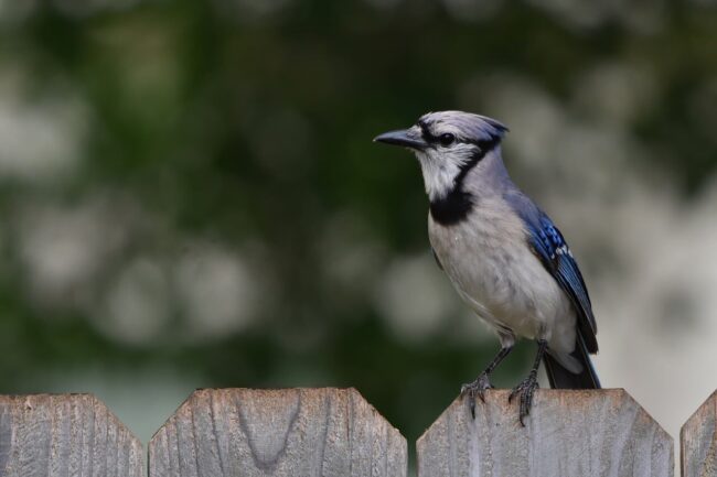 jay, nature, bird, wildlife, ornithology, blue, birdsong, fence, garden, feathers, songbird, animal, silhouette, perched, plumage, birdwatching, wood, closeup, individual, wooden fence