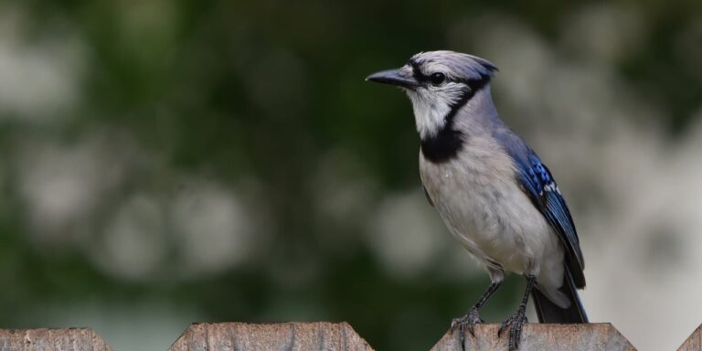 jay, nature, bird, wildlife, ornithology, blue, birdsong, fence, garden, feathers, songbird, animal, silhouette, perched, plumage, birdwatching, wood, closeup, individual, wooden fence
