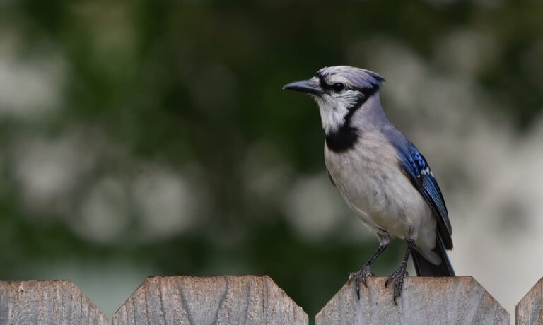 jay, nature, bird, wildlife, ornithology, blue, birdsong, fence, garden, feathers, songbird, animal, silhouette, perched, plumage, birdwatching, wood, closeup, individual, wooden fence